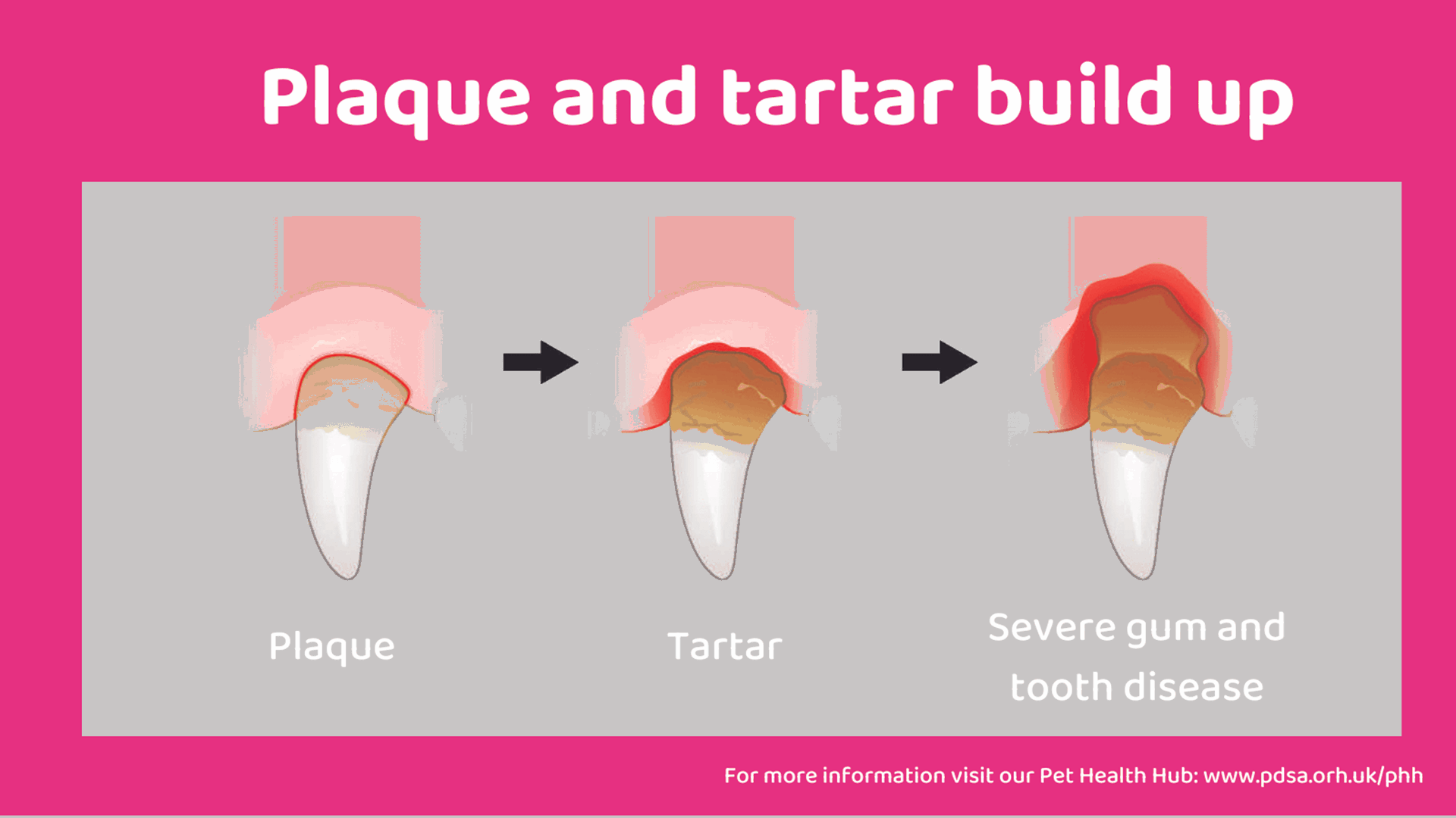 # Canines: The Sharp Teeth Explained