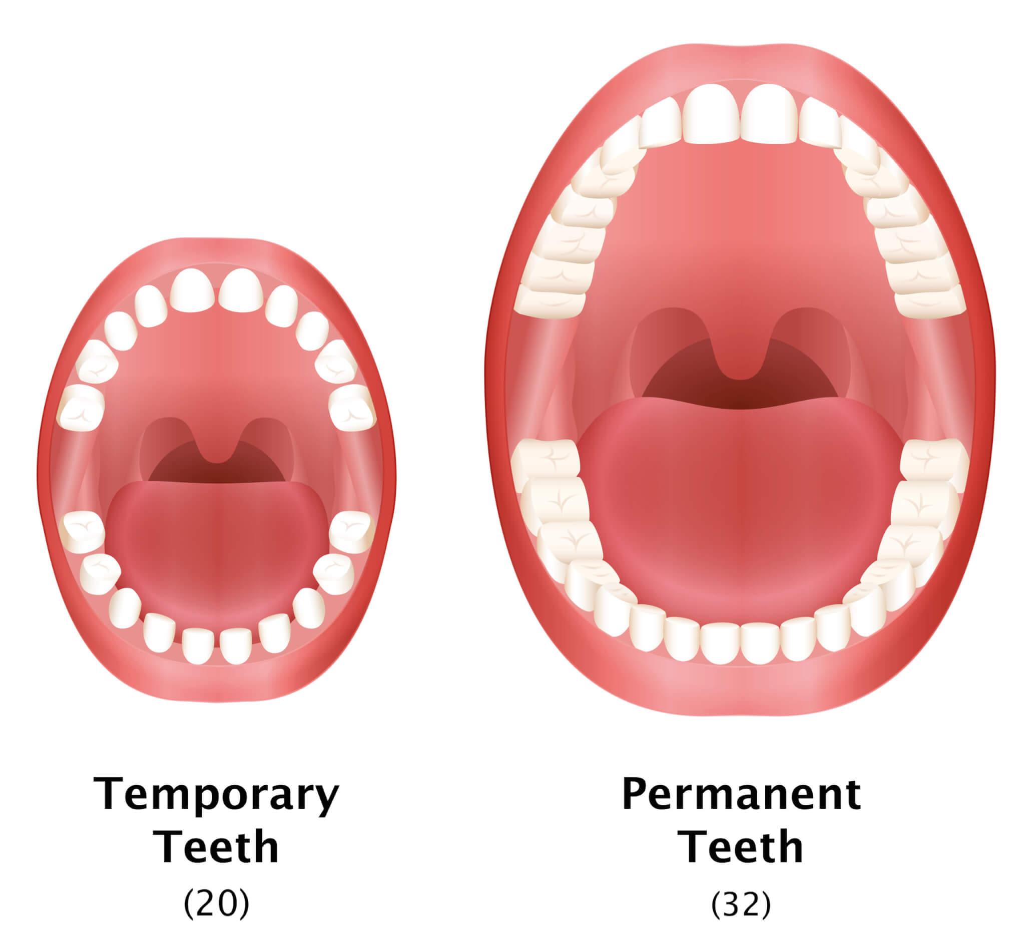 # What Are the Anatomical Differences Between Baby Teeth and Adult Teeth?