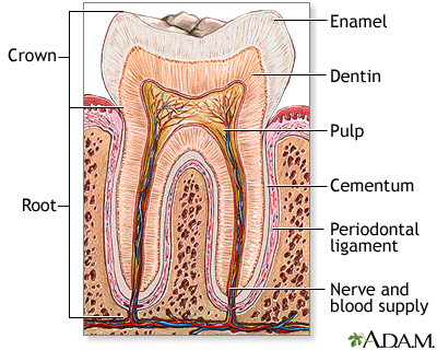 # How Are Teeth Structured for Chewing?