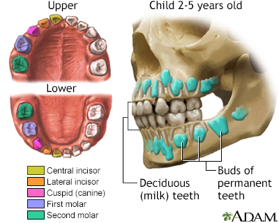 # When Do Adult Teeth Start to Grow?