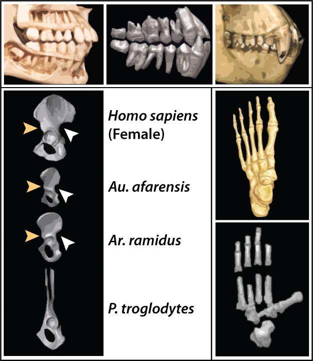 # The Evolution of Teeth Types in Humans