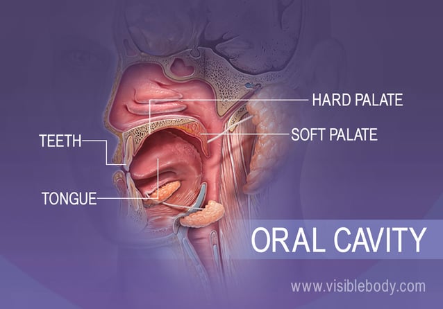 # What Are the Different Types of Teeth?