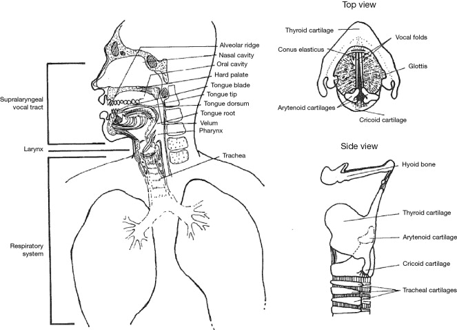 # How Do Teeth Types Affect Speech?