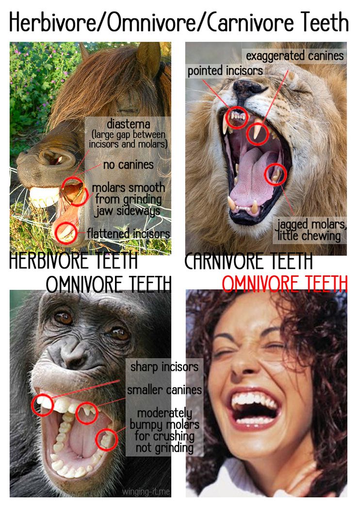 monkey teeth