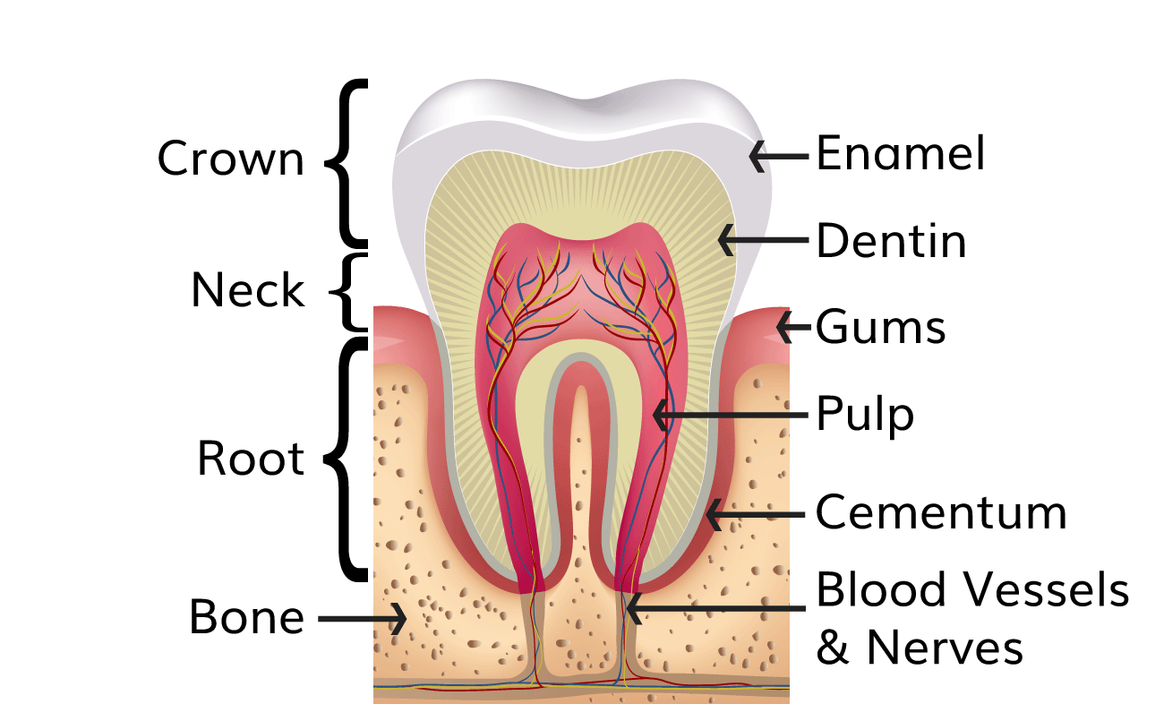 # The Anatomy of Each Tooth Type Explained