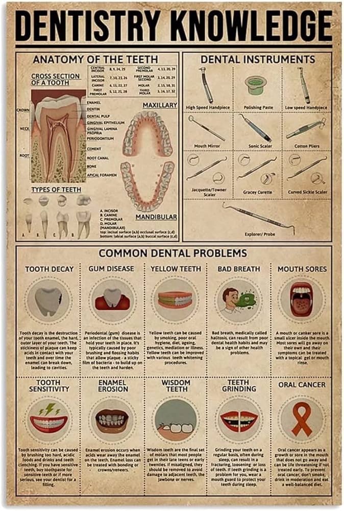 # Premolars: The Transitional Teeth