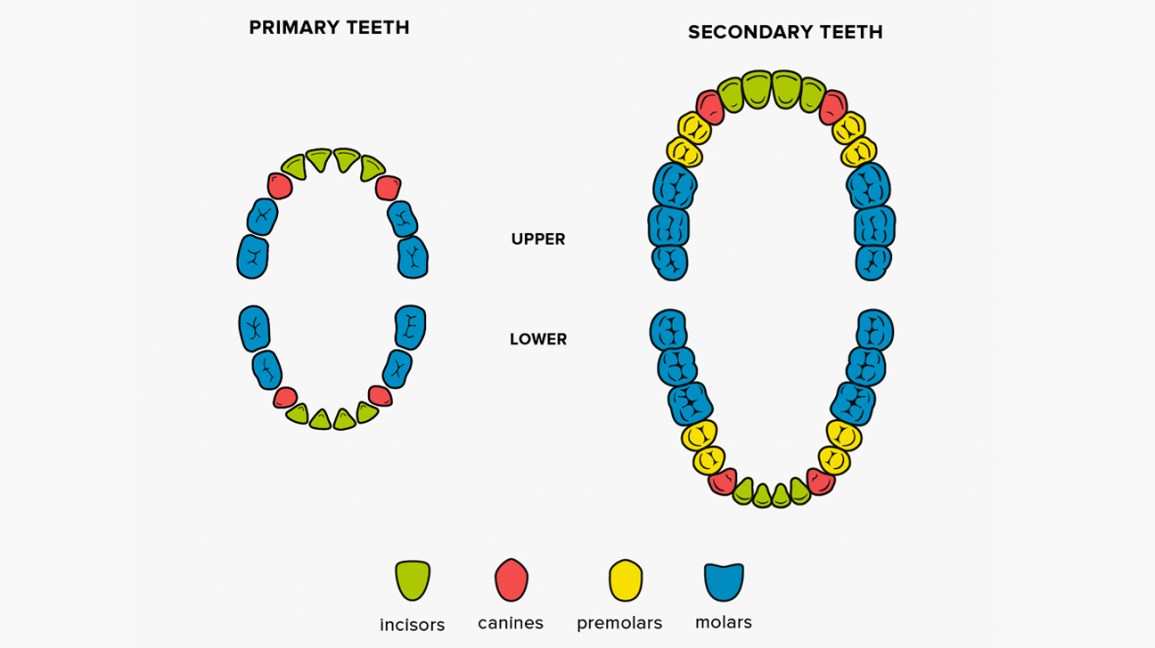 # When Do Adult Teeth Start to Grow?