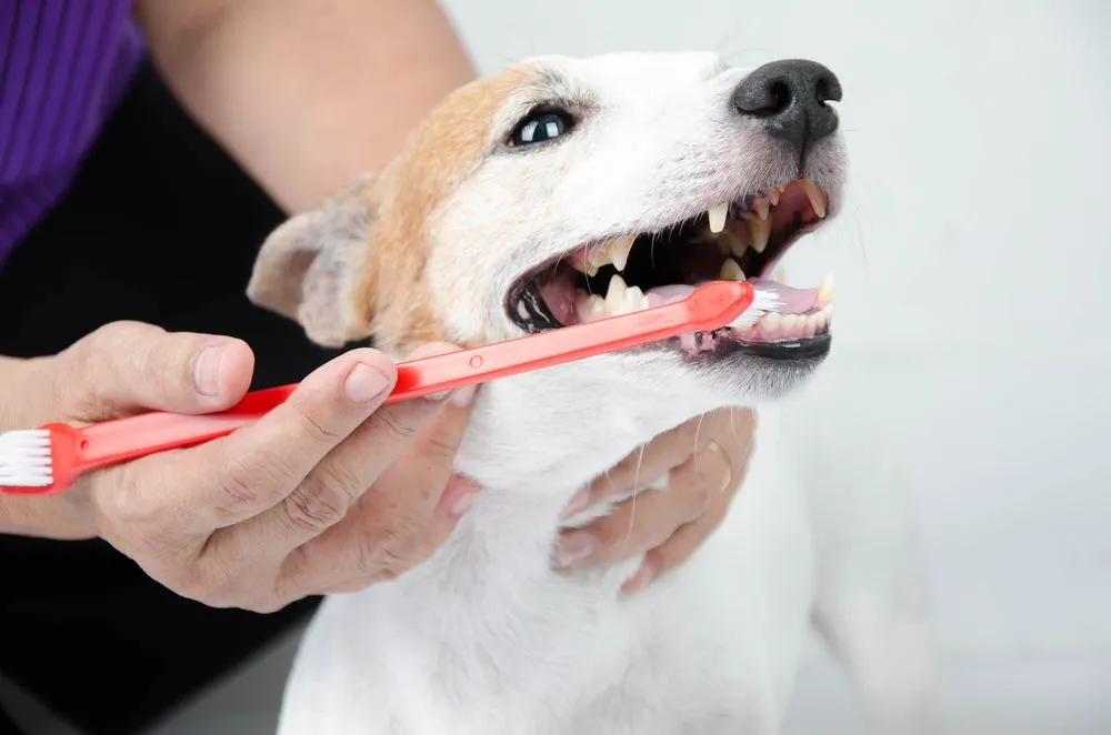 # What Are the Consequences of Not Brushing?