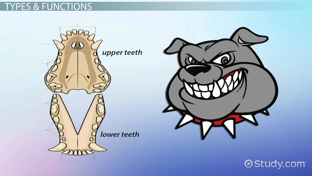 # What Are the Unique Features of Canine Teeth?