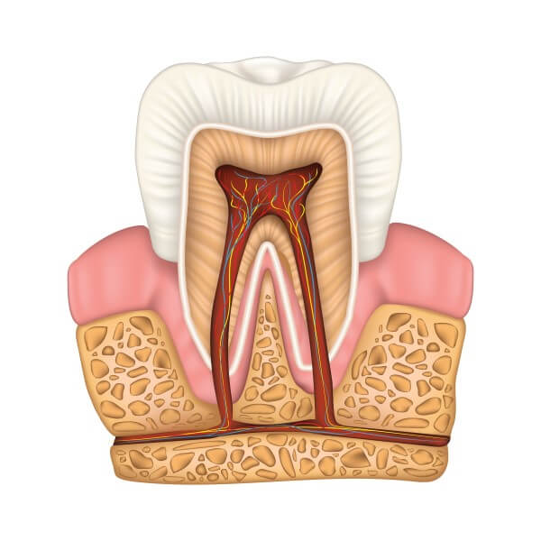 # What Is the Structure of a Tooth?