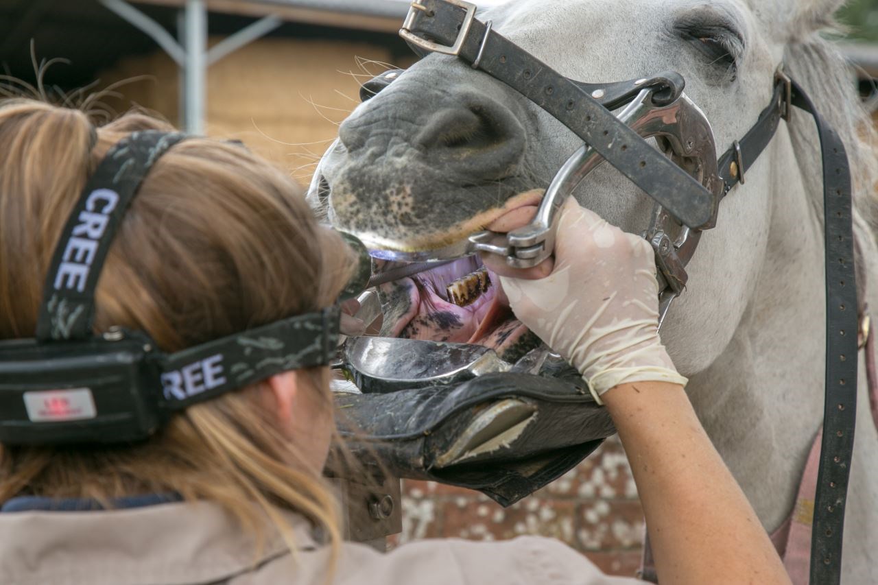 # Can Teeth Types Influence Your Dental Care Routine?