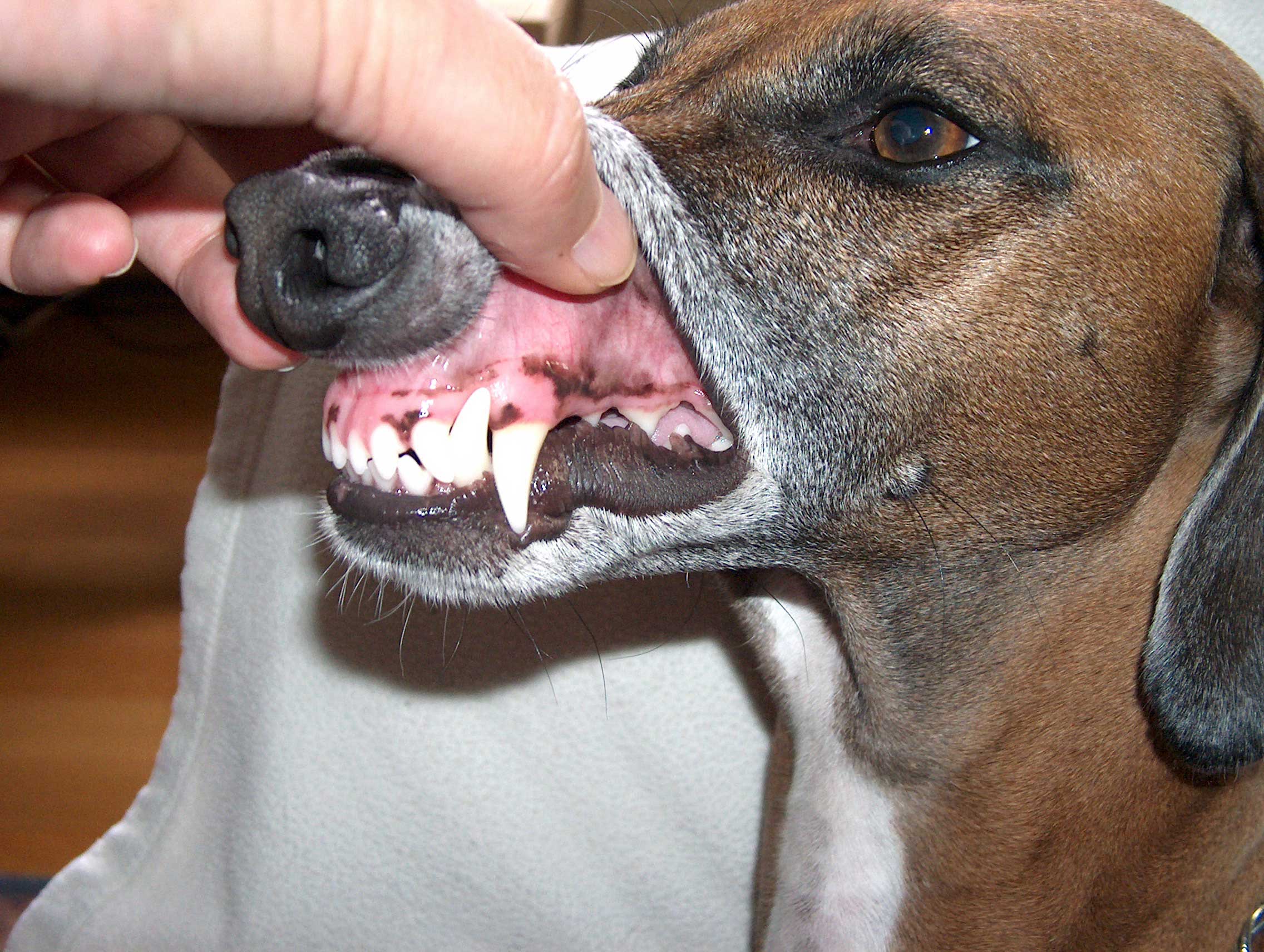 # Canines: The Sharp Teeth Explained