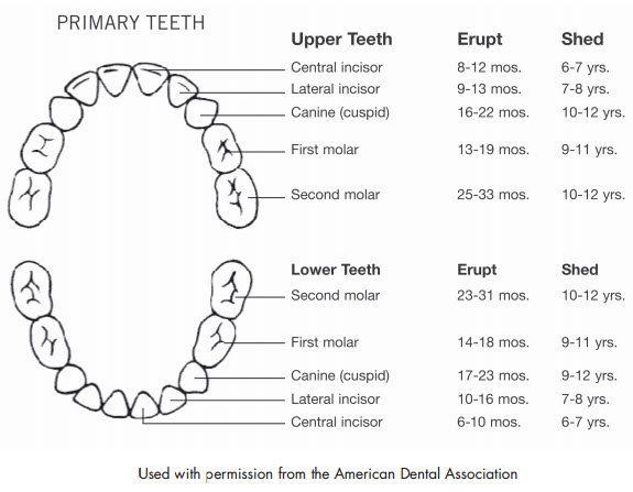 # Understanding Teeth Growth Stages in Children