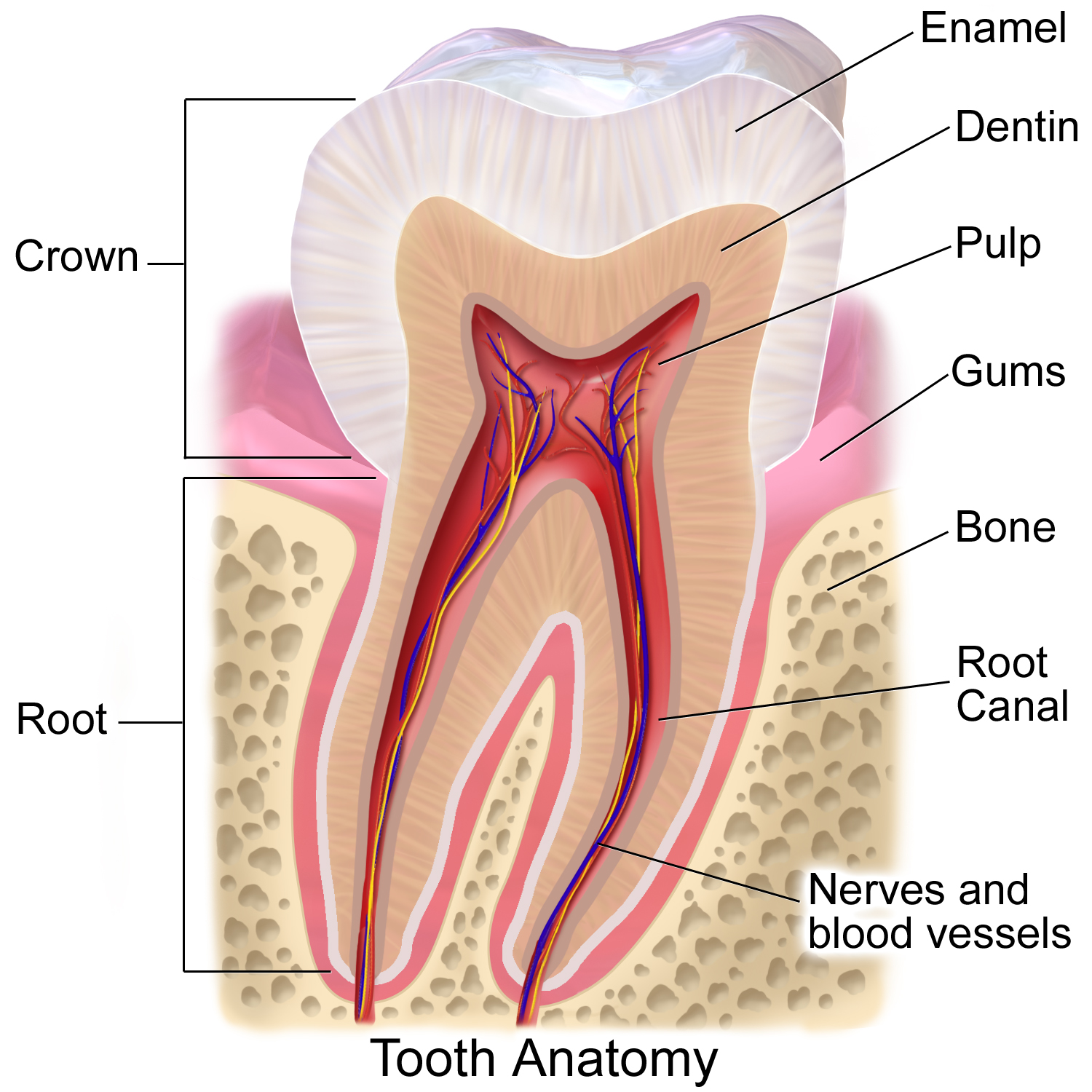 # What Are the Main Parts of a Tooth?