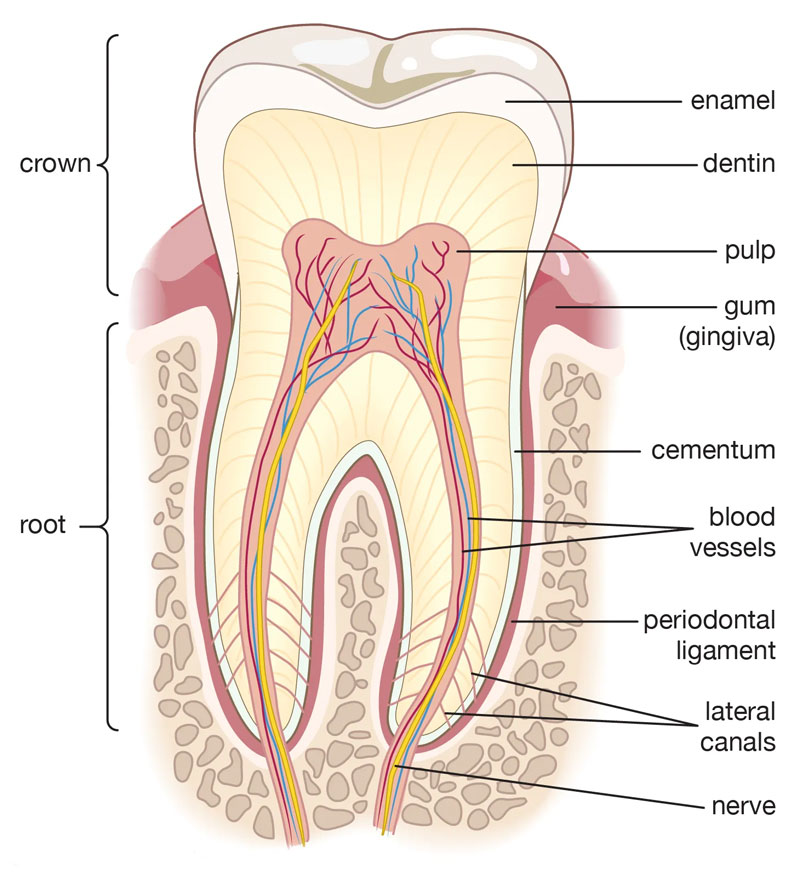 # What Are the Layers of a Tooth?