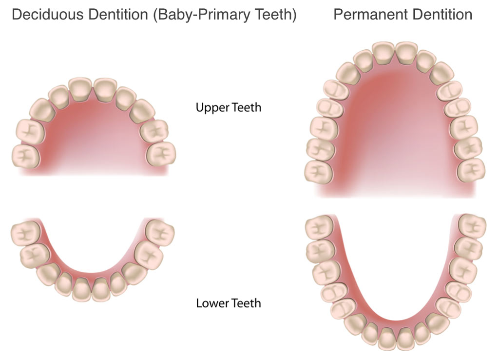 # Can Teeth Growth Cause Discomfort?