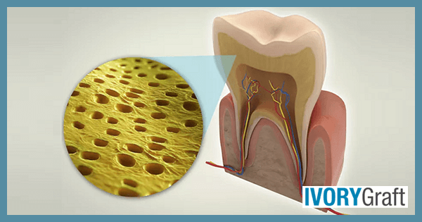 # What Are the Main Parts of a Tooth?