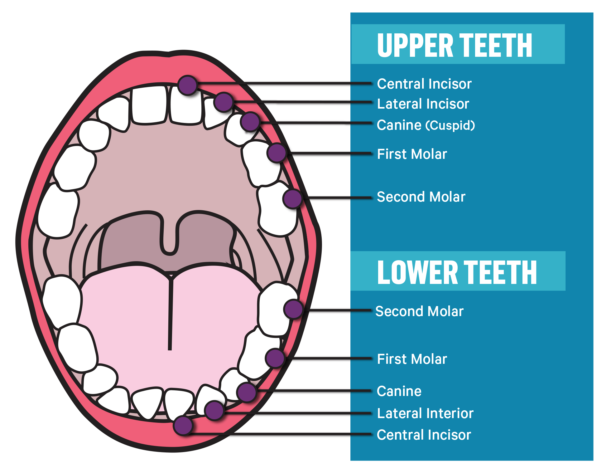 # What Are the Most Common Teeth Types?