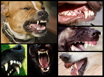 # Canines: The Sharp Teeth Explained