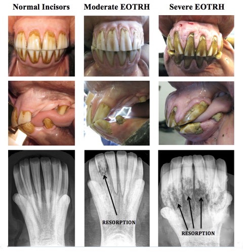 horse teeth