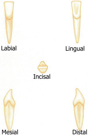 # What Are the Unique Features of Each Tooth Type?