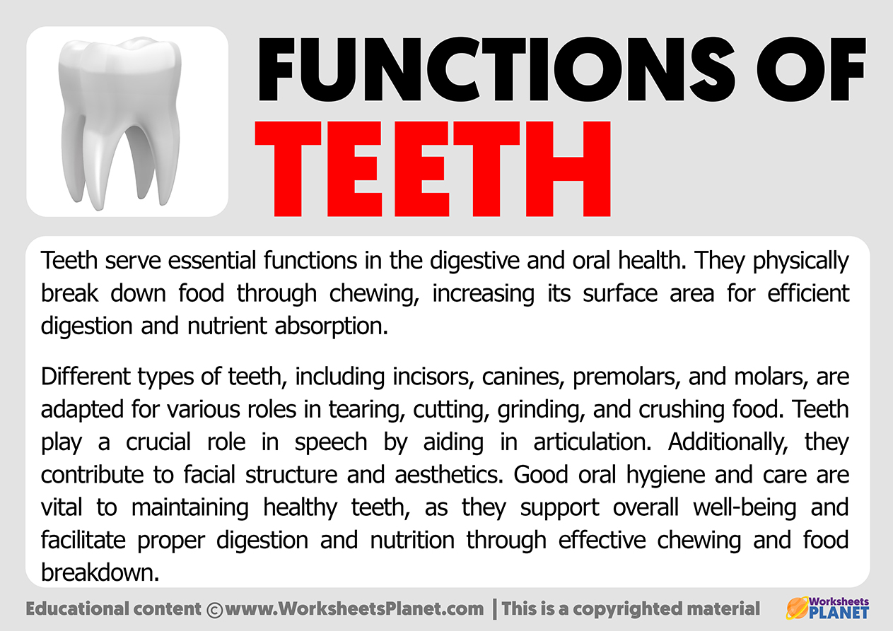 # Identifying Your Teeth Types: A Guide