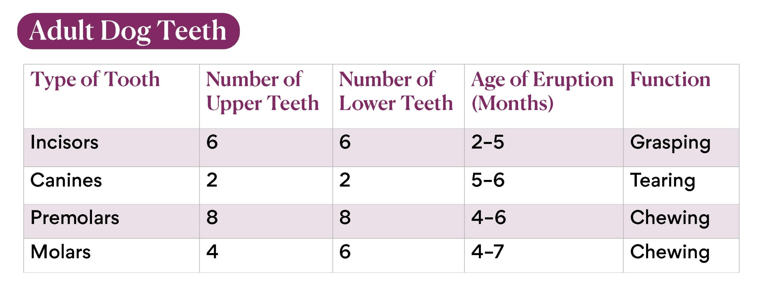 How many molars are there in an adult mouth?