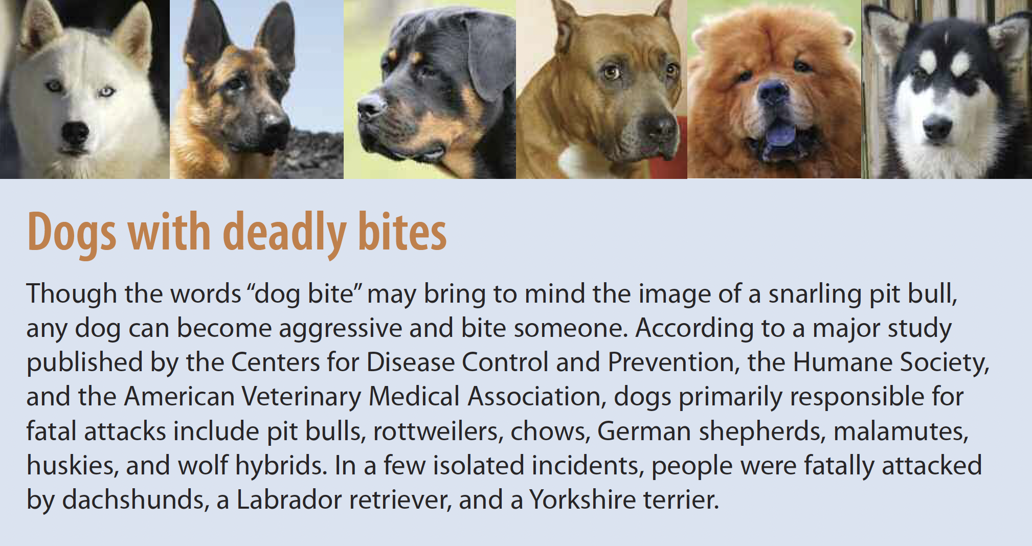 # Canines: The Sharp Teeth Explained