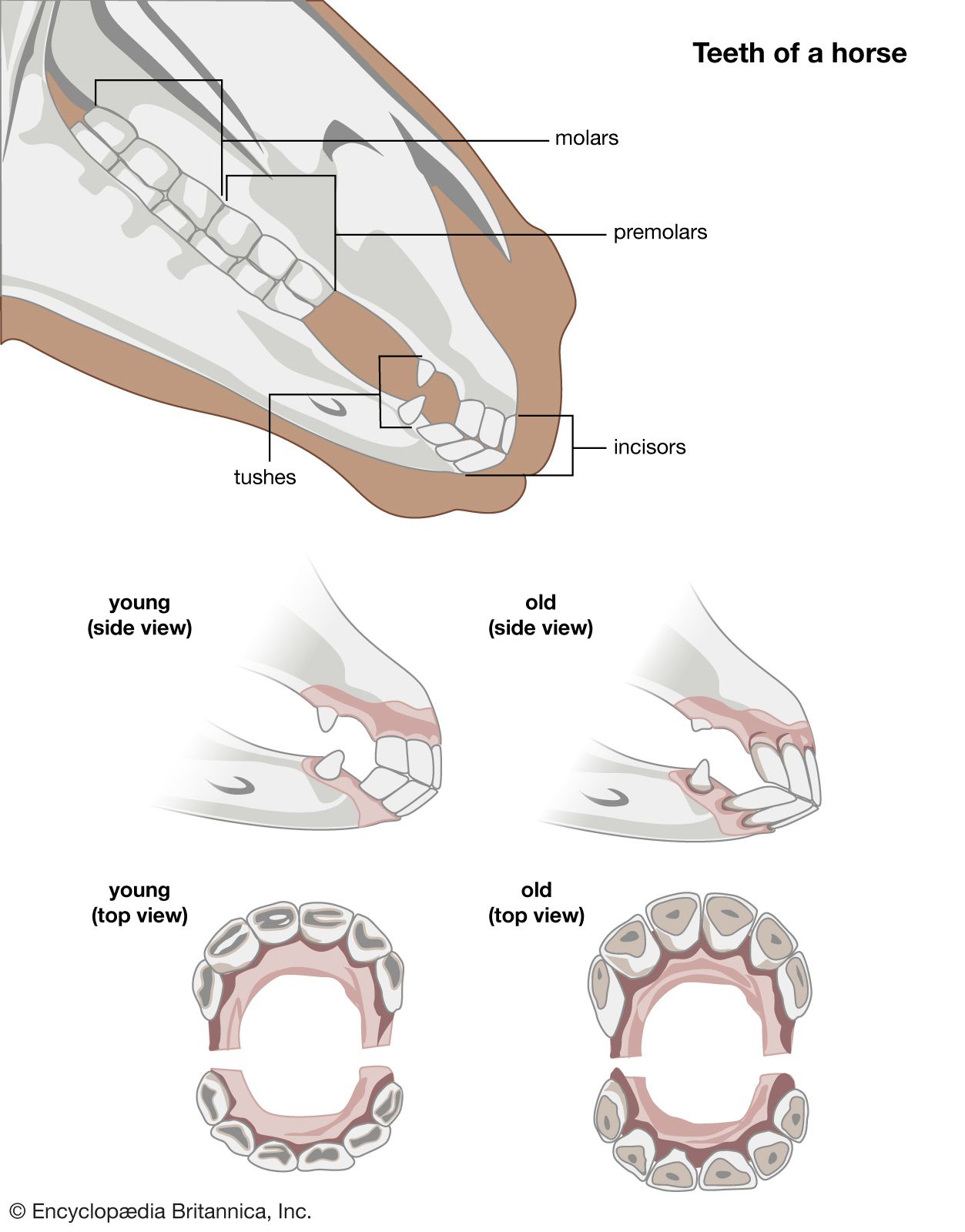 # How Do Teeth Adapt to Different Functions?