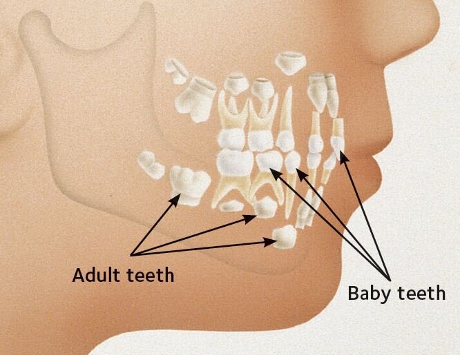 # Understanding Teeth Growth Stages in Children