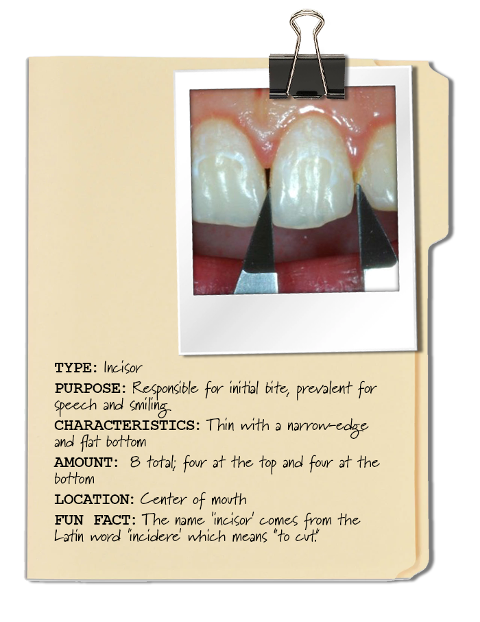 # What Are the Functions of Molars vs. Incisors?