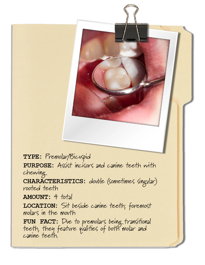 # Premolars: The Transitional Teeth