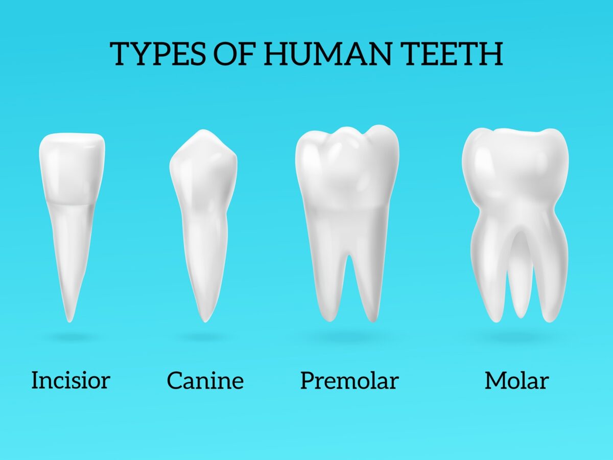 # What Are Incisors and Their Functions?