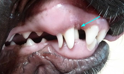 # What Are the Unique Features of Canine Teeth?