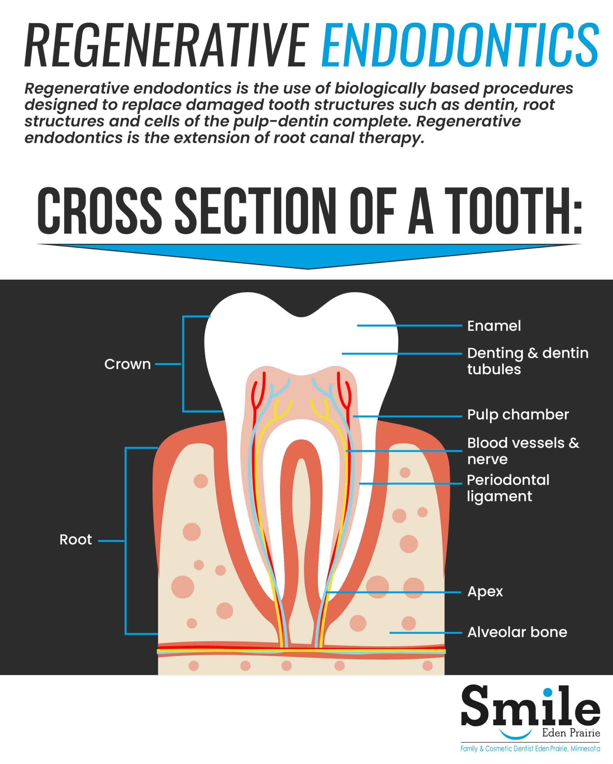 # What Is the Function of Dentin in Teeth?