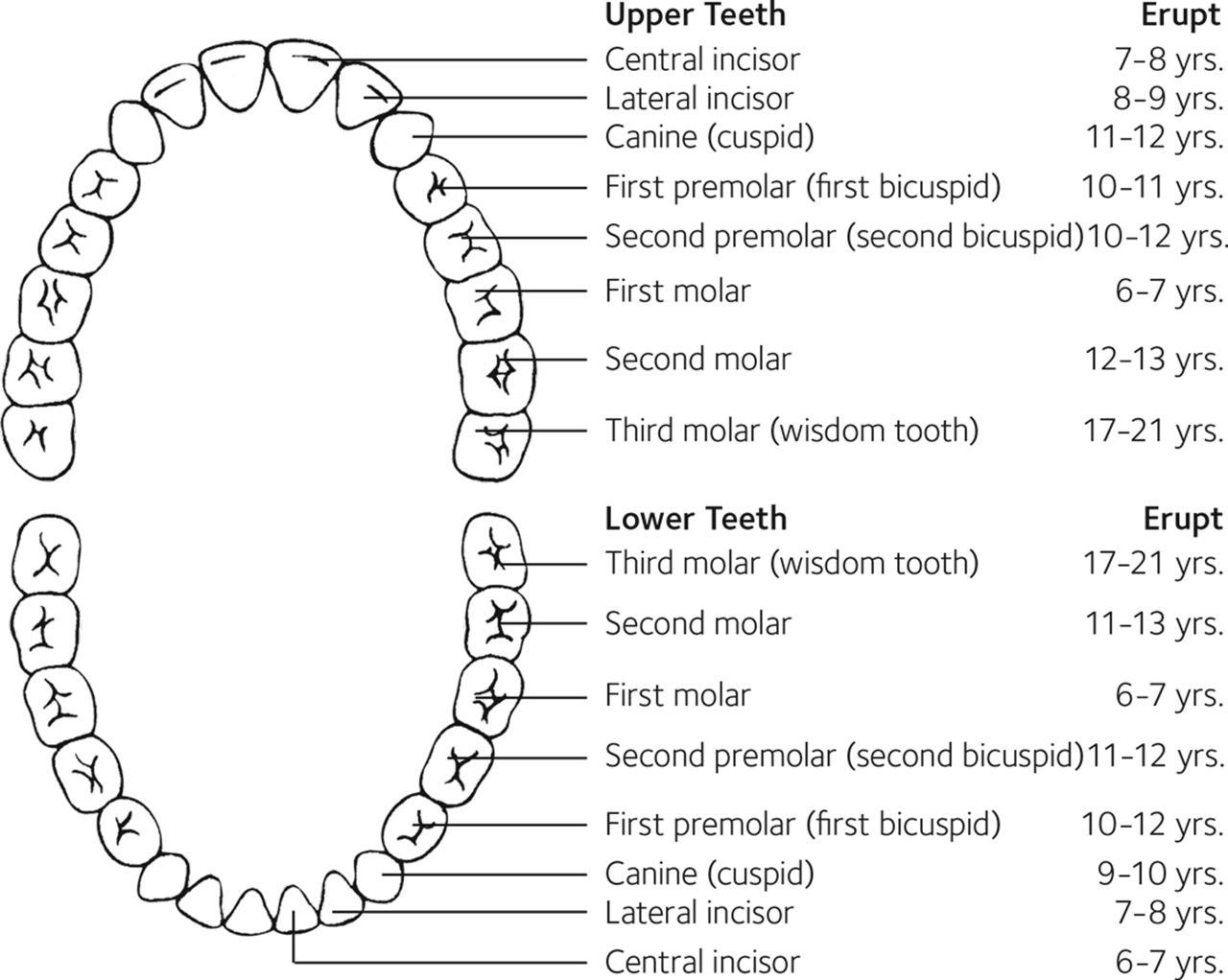 # Understanding Teeth Growth Stages in Children