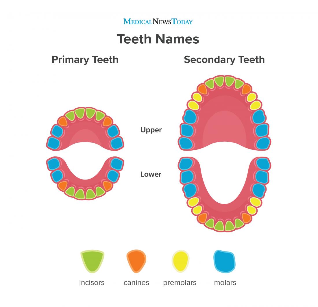 # Understanding Teeth Anatomy: A Comprehensive Guide