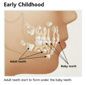 # Understanding Teeth Anatomy: A Comprehensive Guide