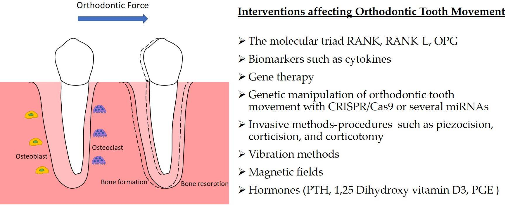 # Understanding the Impact of Hormones on Teeth Growth