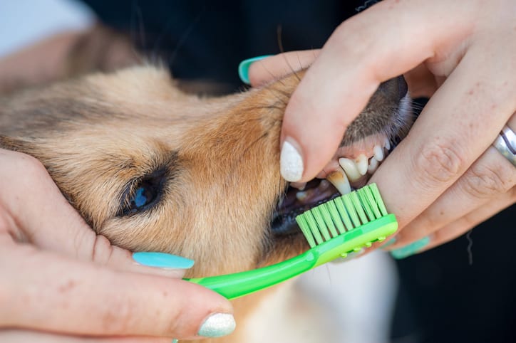 # Canines: The Sharp Teeth Explained