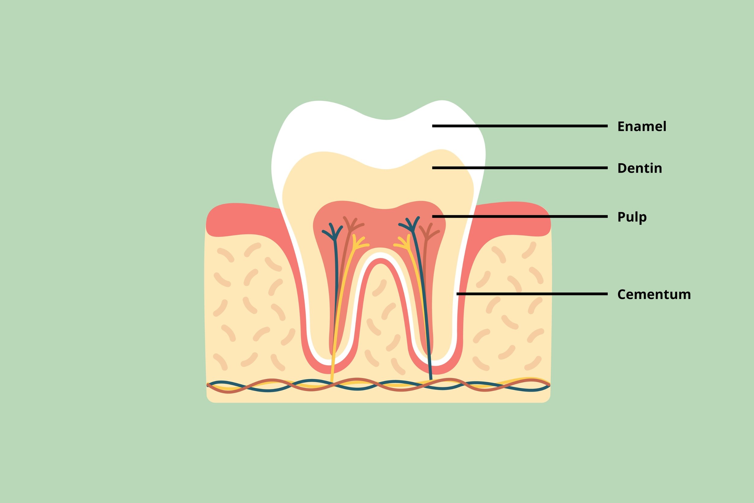 # The Anatomy of Each Tooth Type Explained