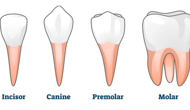 # How Many Types of Teeth Do Humans Have?