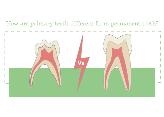 # What Are the Different Types of Teeth?