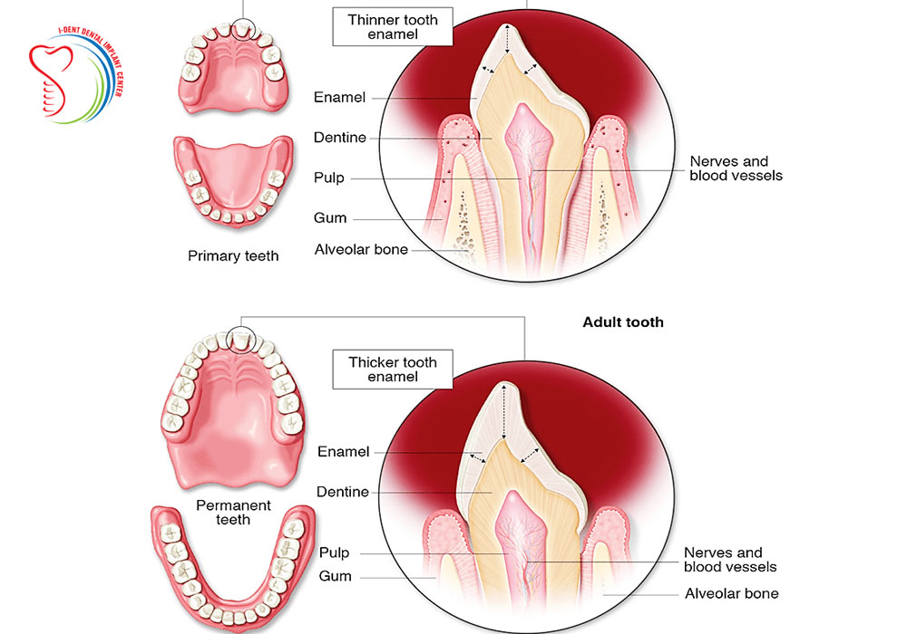 # What Are the Unique Features of Each Tooth Type?