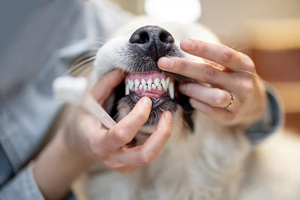 # Canines: The Sharp Teeth Explained