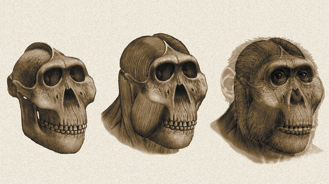 # The Evolution of Teeth Types in Humans