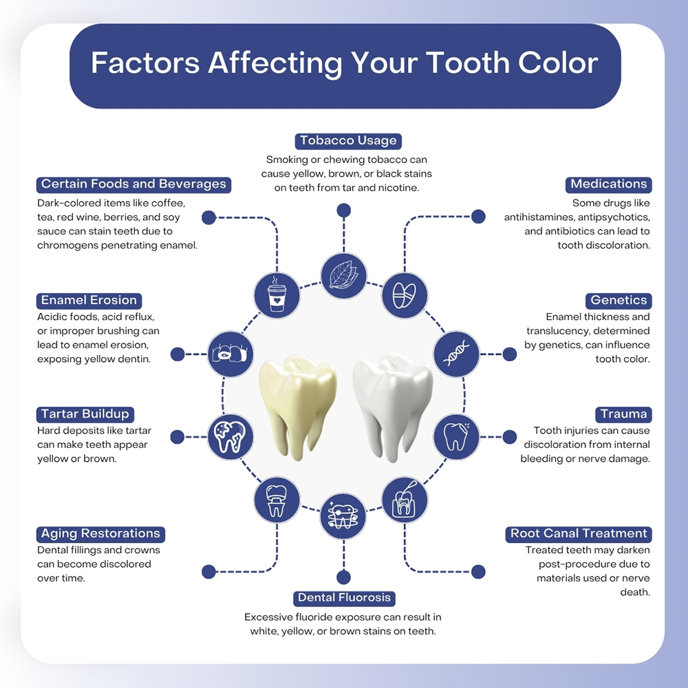 # How Do Genetics Influence Tooth Anatomy?