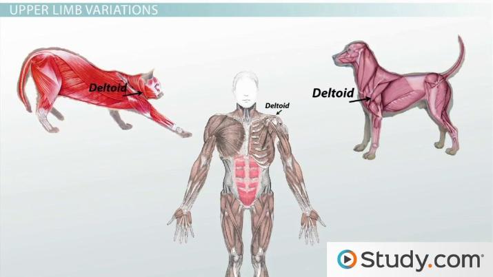 # What Are the Anatomical Variations in Teeth Among Different People?