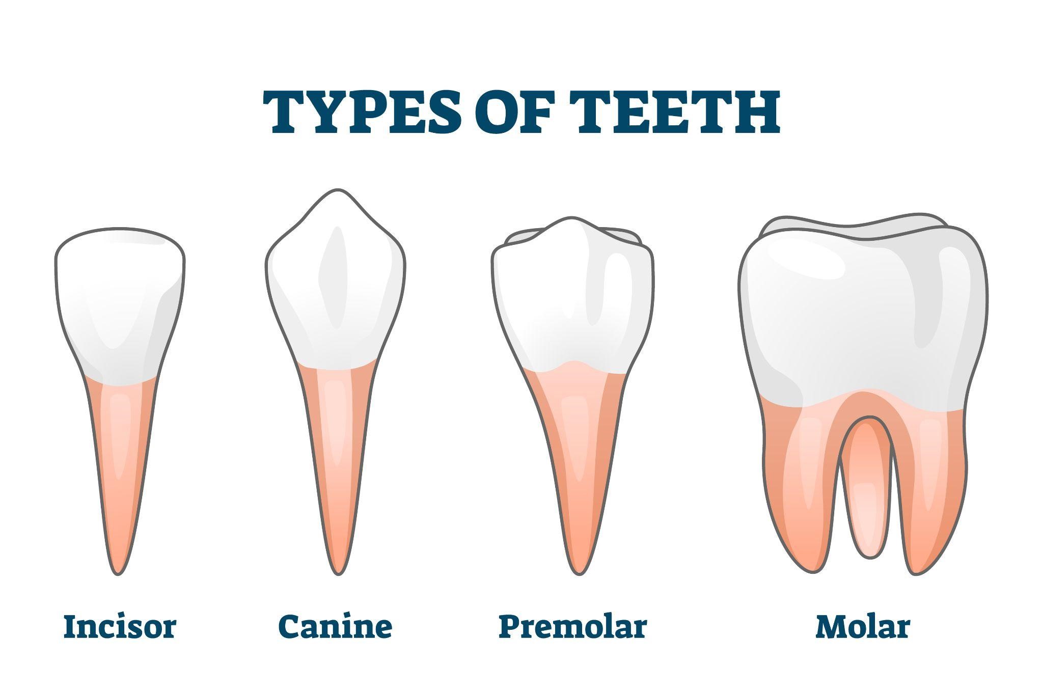 How many molars are there in an adult mouth?