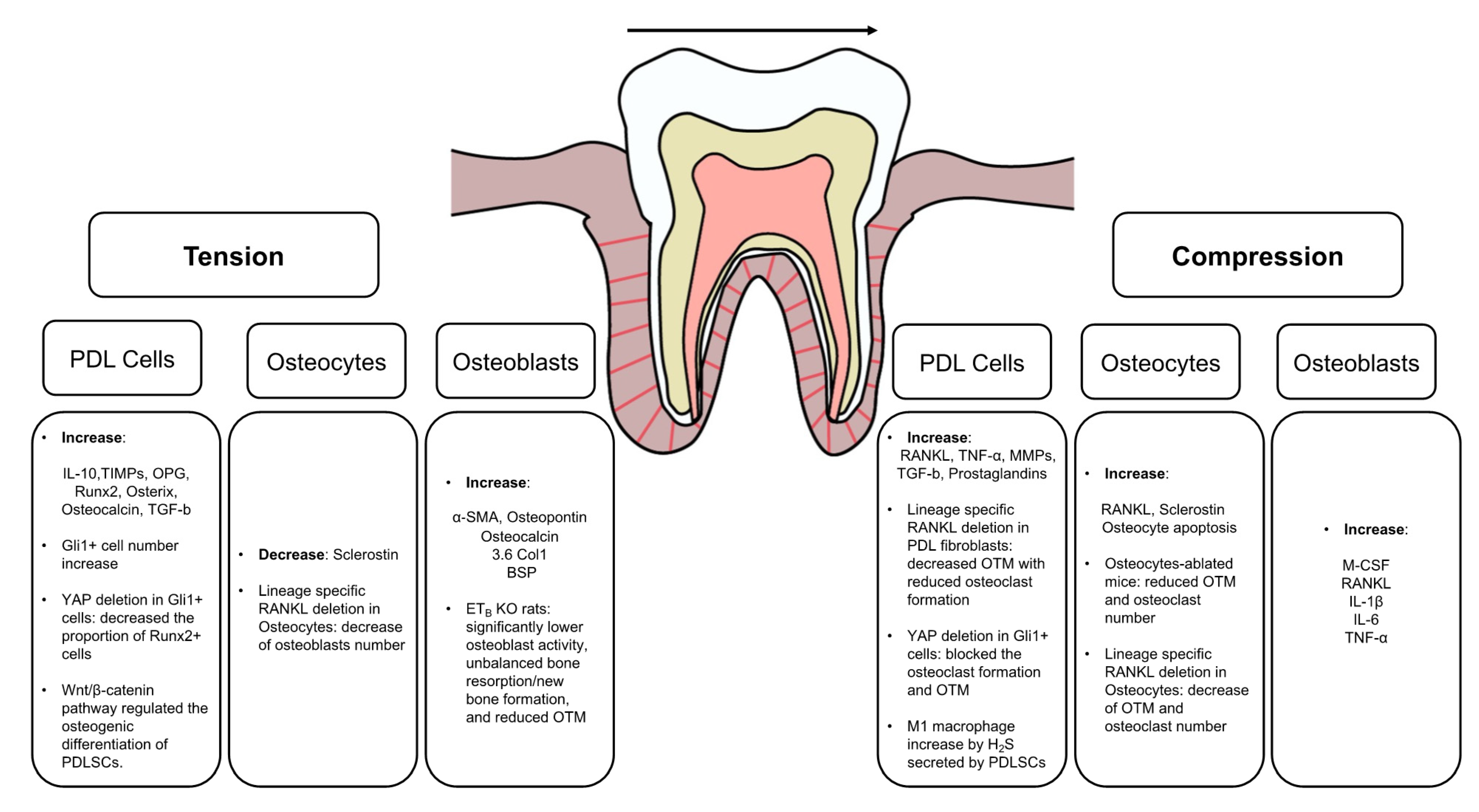 # How Does Tooth Anatomy Affect Bite and Alignment?